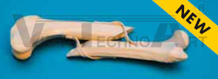 Canine Femur left, fractured